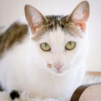 Thumbnail photo of Marcie (bonded w/ Snoopy) #1