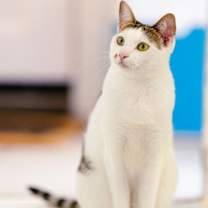 Thumbnail photo of Marcie (bonded w/ Snoopy) #2