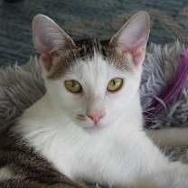 Thumbnail photo of Marcie (bonded w/ Snoopy) #3