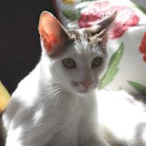 Thumbnail photo of Marcie (bonded w/ Snoopy) #4