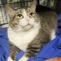 Thumbnail photo of Joliet #1