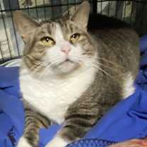 Thumbnail photo of Joliet #2