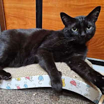 Thumbnail photo of Mr Blackstar #2