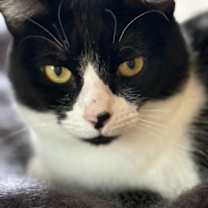 Thumbnail photo of Shell #1