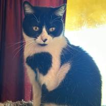 Thumbnail photo of Shell #2