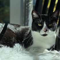 Thumbnail photo of Shell #3