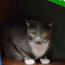 Thumbnail photo of Socks #1