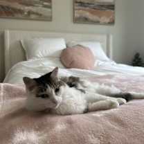 Thumbnail photo of Niblet #1