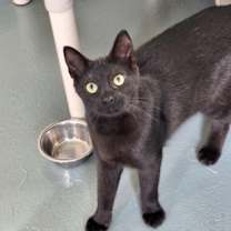 Thumbnail photo of Elvis #1