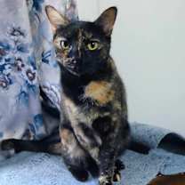 Thumbnail photo of Opal #1