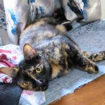 Thumbnail photo of Opal #2