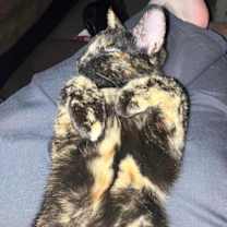 Thumbnail photo of Opal #3