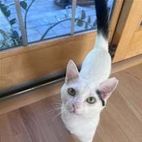 Thumbnail photo of INDY #1