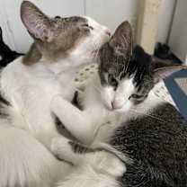 Thumbnail photo of Dream and Gold Dust #2