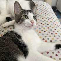 Thumbnail photo of Dream and Gold Dust #3