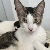 Thumbnail photo of Dream and Gold Dust #4