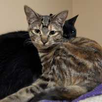 Thumbnail photo of Cruella #3