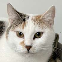 Thumbnail photo of Darcy #1