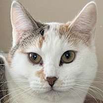 Thumbnail photo of Darcy #2