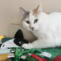 Thumbnail photo of Darcy #3