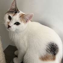 Thumbnail photo of Darcy #4