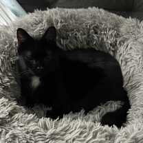 Thumbnail photo of Ava #2
