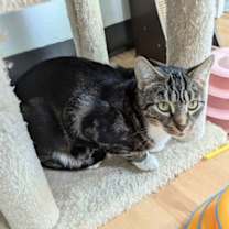 Thumbnail photo of Mittens #4