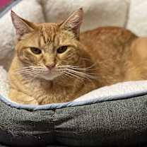 Thumbnail photo of Sherman #2