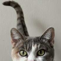 Thumbnail photo of Peanut #1