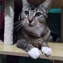 Thumbnail photo of Cookie #1