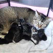 Thumbnail photo of Cookie #3