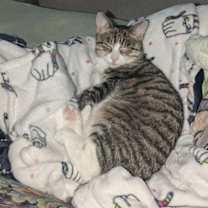 Thumbnail photo of Pepper Jack #1