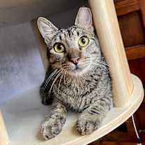 Thumbnail photo of Rocco #1