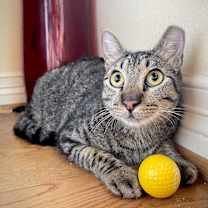 Thumbnail photo of Rocco #2