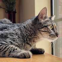 Thumbnail photo of Rocco #3