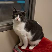 Thumbnail photo of Sprinkles #1