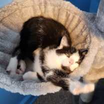 Thumbnail photo of Tito #2