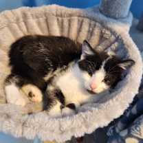 Thumbnail photo of Tito #3