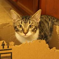 Thumbnail photo of Cannoli #2