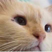 Thumbnail photo of Gandalf #1