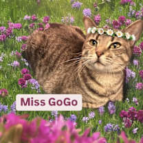 Thumbnail photo of Miss GoGo at Martinez Pet Food Express  Jan 3rd #4