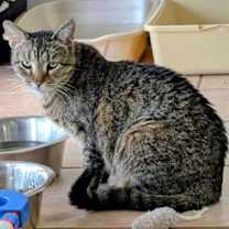 Thumbnail photo of Fresca #1
