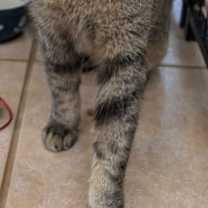Thumbnail photo of Fresca #2