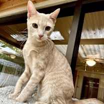 Thumbnail photo of Custard #1
