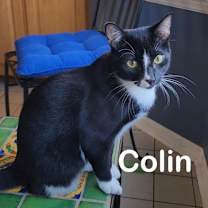 Thumbnail photo of Colin #1