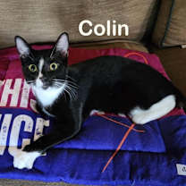 Thumbnail photo of Colin #3