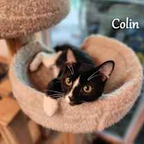 Thumbnail photo of Colin #4