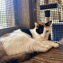 Thumbnail photo of Patches #1