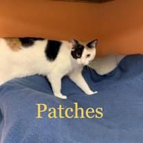 Thumbnail photo of Patches #2