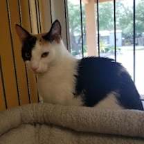 Thumbnail photo of Patches #3